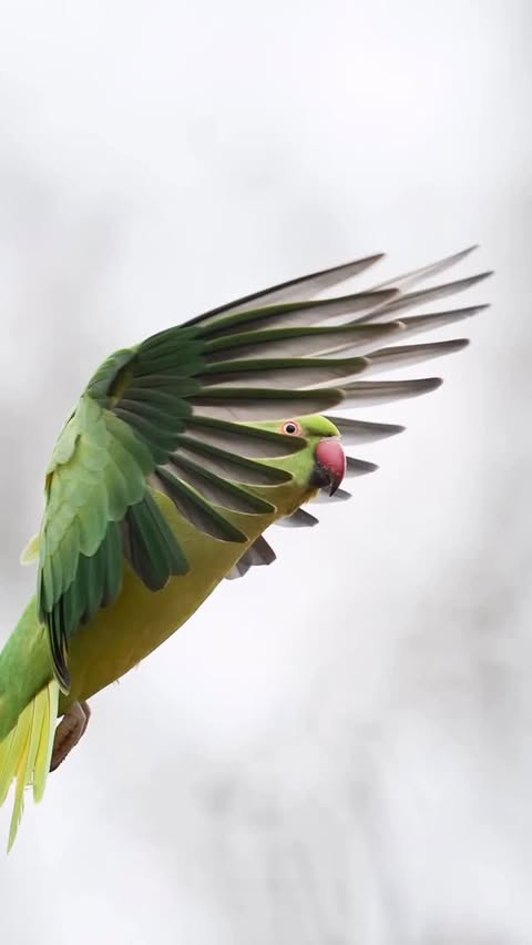 Instagram post by @gamanderlopez for JACK WOLFSKIN. Caption reads: Green Surprise 🦜 1, 2 or 3?....