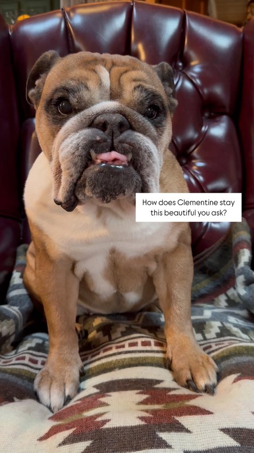 Instagram post by @_darlin_clementine for Squishface. Caption reads: Maybe she’s born with it or maybe it’s Squishface!....