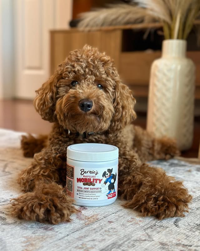 Instagram post by @sligoandbella.thepoodles for Bernie's Best. Caption reads: Waiting patiently for my treat! 🐶 I call it treat....