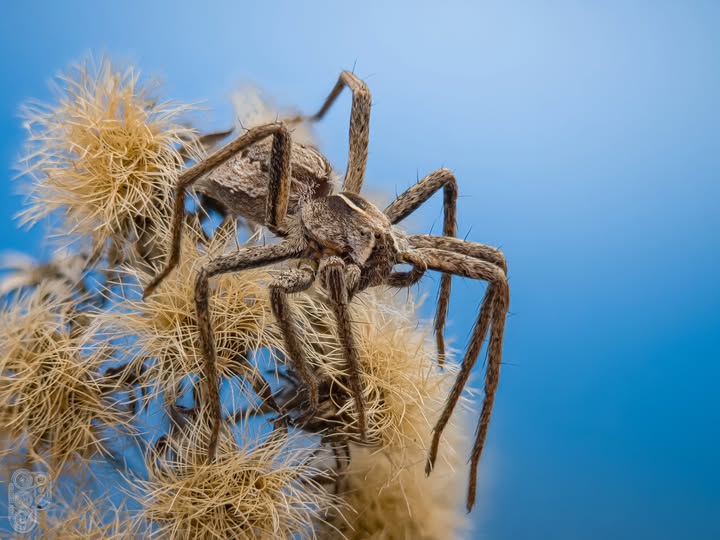 Instagram post by @ironh3ctor for Apexel. Caption reads: [...] zoom | + 𝗔𝗽𝗲𝘅𝗲𝗹 100 mm 🔎 Lens:....