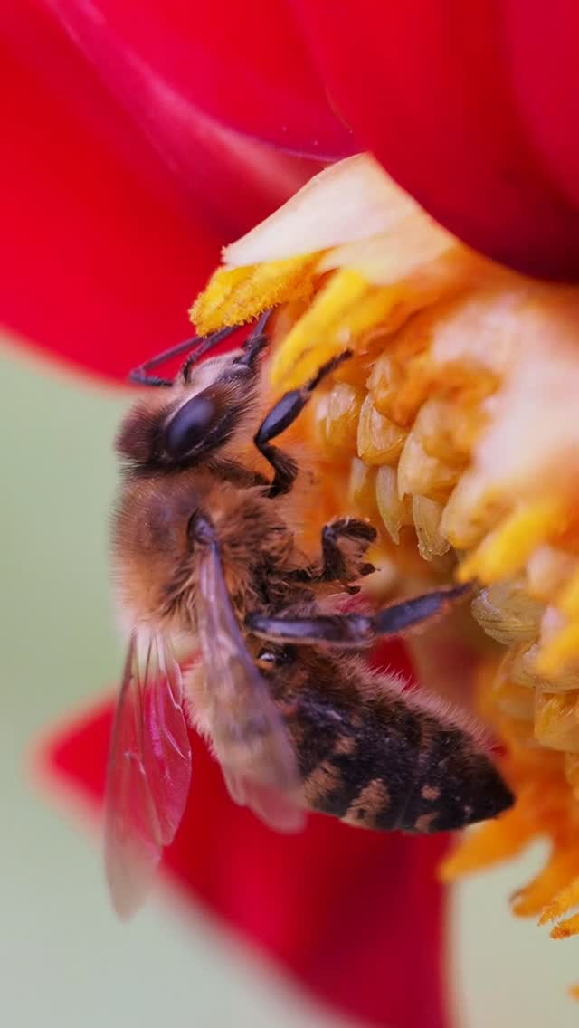 Instagram post by @adria_visuals for Discover Earth. Caption reads: [...] #earthcapture #insectguru #discoverearth....