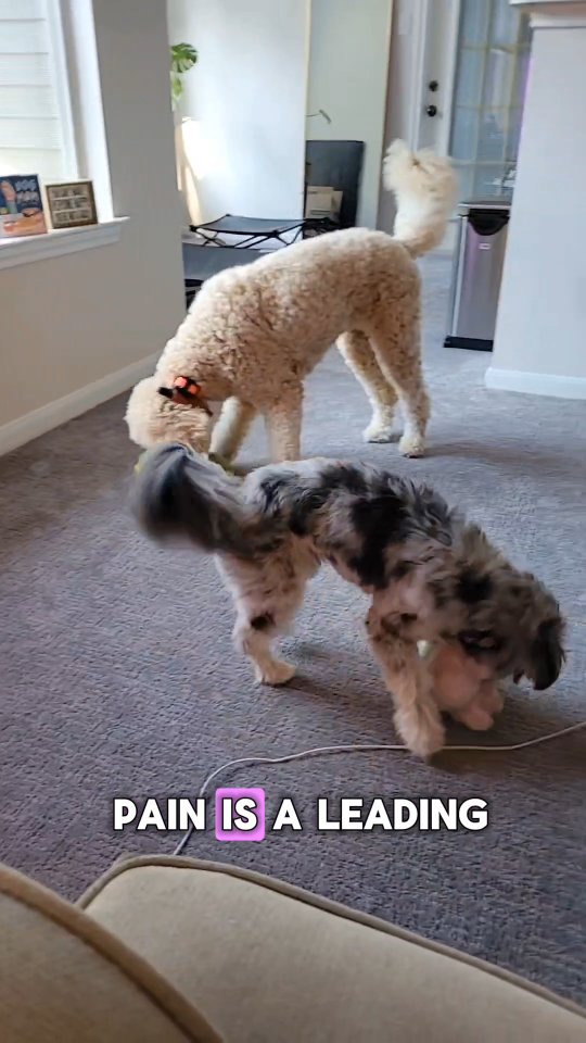 Instagram post by @jannaspack for Petsmont. Caption reads: [...] this, I'm so excited to partner with....