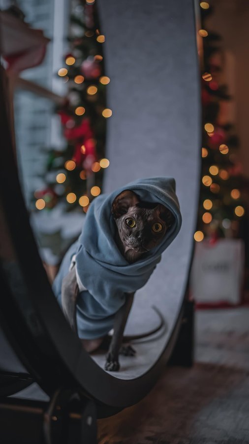 Instagram post by @sphynxcifer for One Fast Cat. Caption reads: [...] zoom zoom… catch me if you can!....