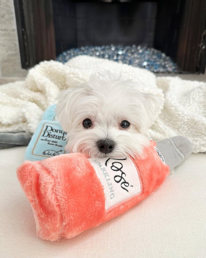 Instagram post by @mochifloof for PupBox. Caption reads: Celebrating puppy love ❤️🐶🐾 #pupbox....