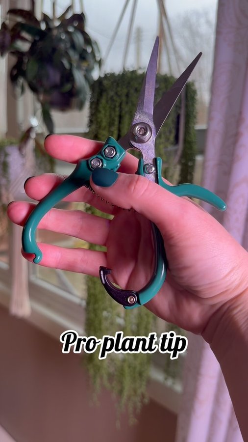 Instagram post by @curly_plant_mom for Modern Sprout. Caption reads: When you use something all the time, you want it....