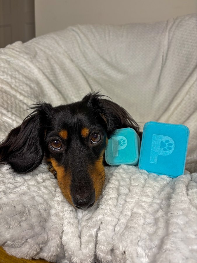 Instagram post by @loki.the.ween for Pupring. Caption reads: [...] in love with these custom pieces from....