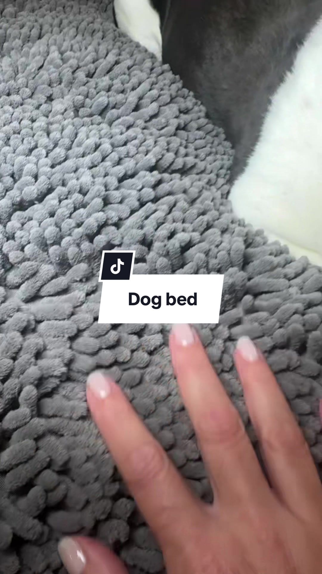 TikTok post by @sharebearp for Muddy Mat. Caption reads: I grabbed this Muddy Mat dog bed because my dog....