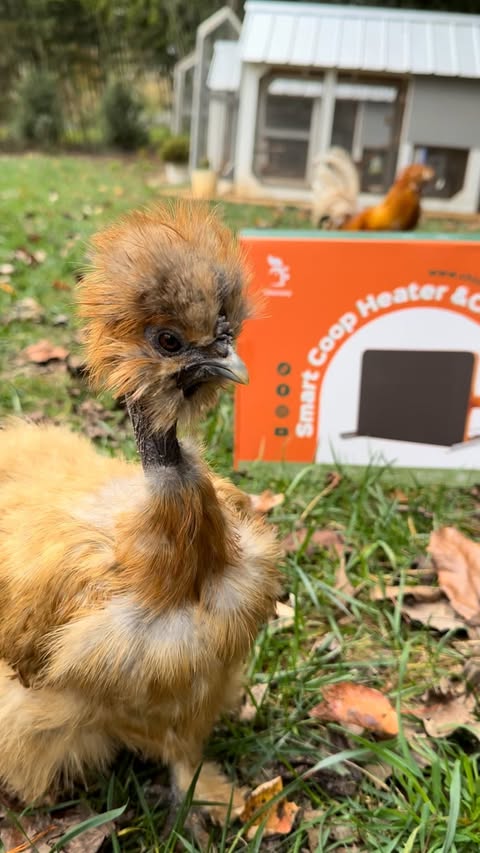 Instagram post by @thelittlecluckers for Chickcozy. Caption reads: CoCo’s very excited for @chickcozy_ new product!....