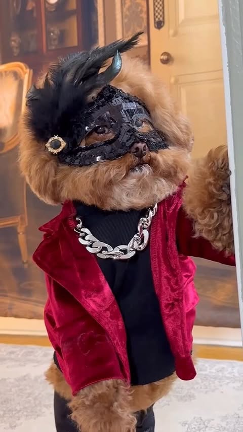 Instagram post by @poochofnyc for Facebook. Caption reads: [...] as I shop Regency-era goods on Facebook....