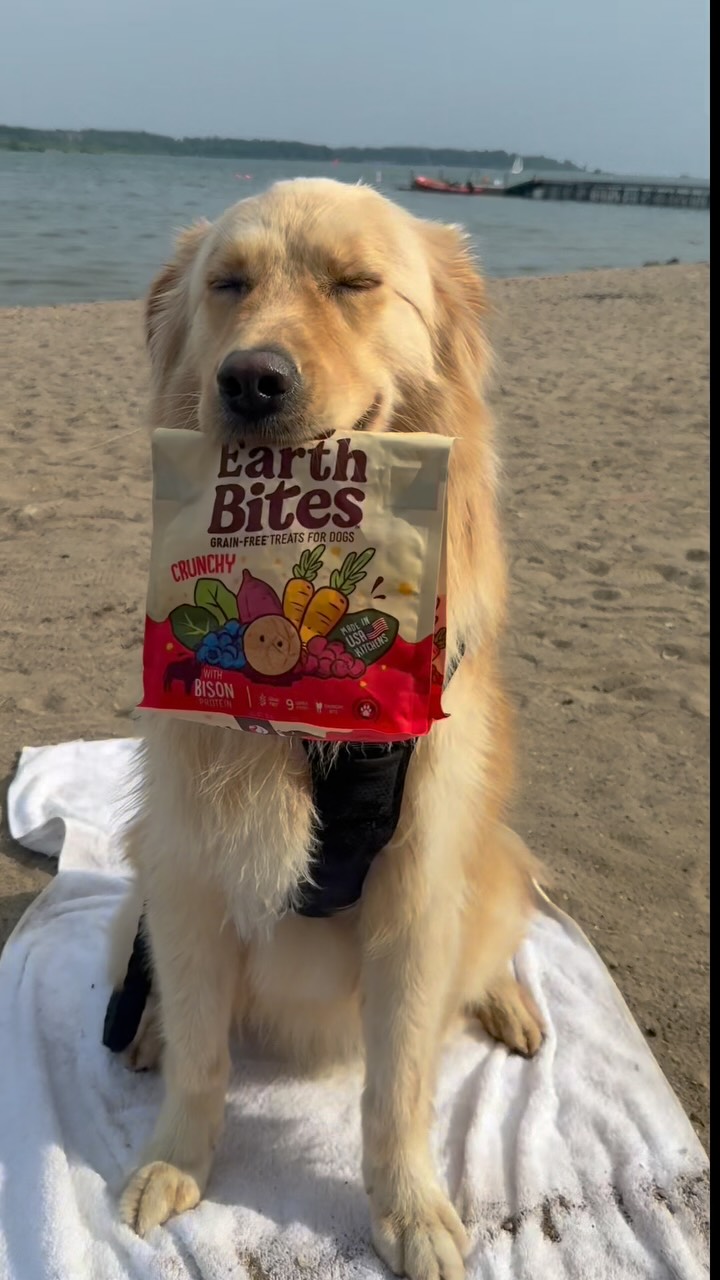 Instagram post by @charlies.castle for Earthborn Holistic Pet Food. Caption reads: From beach runs to couch cuddles, Simba’s always....