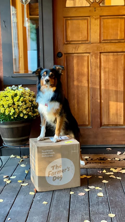 Instagram post by @out.for.a.ripp for The Farmer's Dog. Caption reads: We have a HUGE announcement! Ripp has officially....