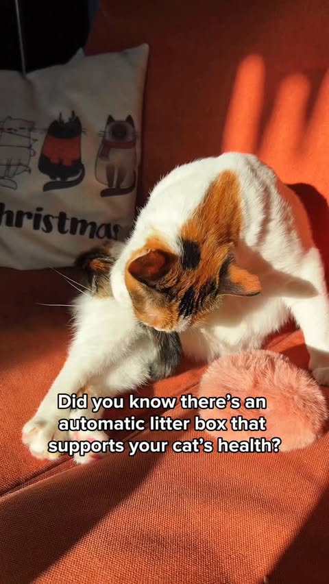 Instagram post by @thesecretsofcats for Hholove. Caption reads: 🦠 UV light comes, bacteria goes 💩 If you’re....