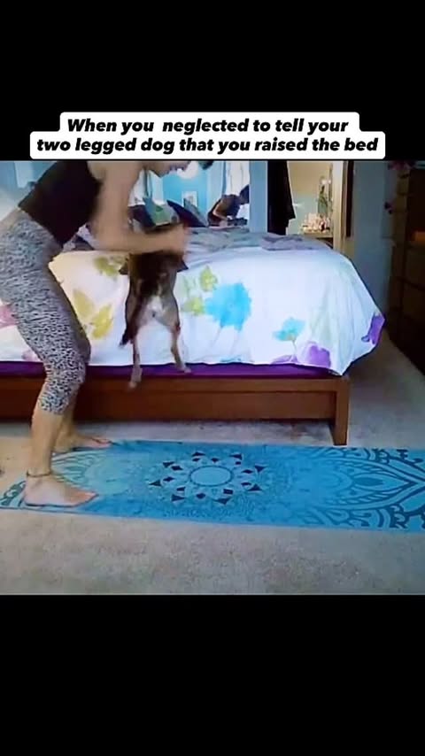 Instagram post by @amira.amiracle for The Dodo. Caption reads: Just before Amira first came to us from Thailand,....