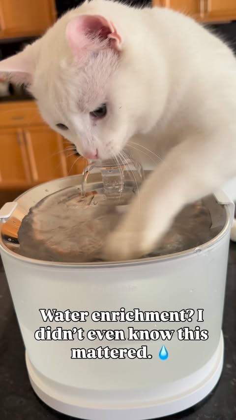 Instagram post by @prideofkittycats for Cheerble. Caption reads: [...] to drink more water… you get it. 💧....
