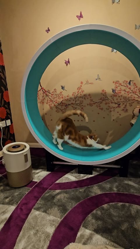 Instagram post by @timon280321 for PetSnowy. Caption reads: Breathing fresh and clean air with the Petsnowy....