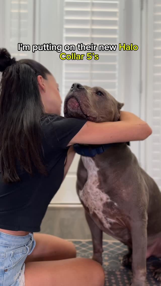 Instagram post by @mydogsdope for Halo Collar. Caption reads: [...] for the first time. We love using the....