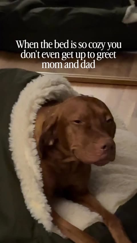 Instagram post by @lifewith.remy for Snoozer Pet Products. Caption reads: nothing sweeter than coming home to a smiling....