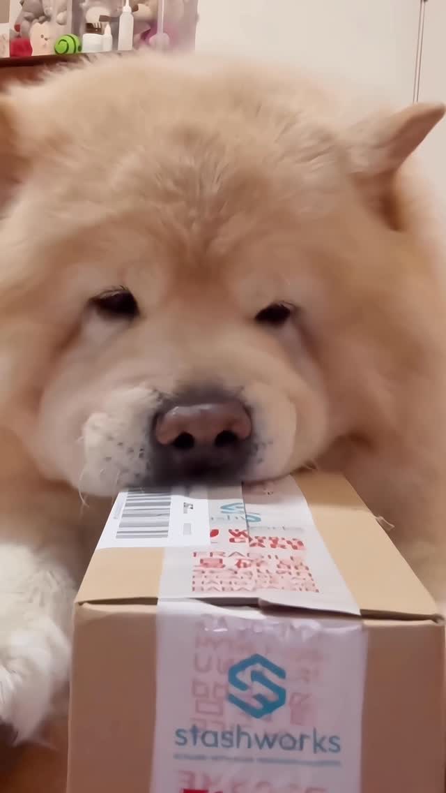 Instagram post by @taro_de_chow for Zesty Paws. Caption reads: Woof! 🐾 I just got a mealtime upgrade!

A little....