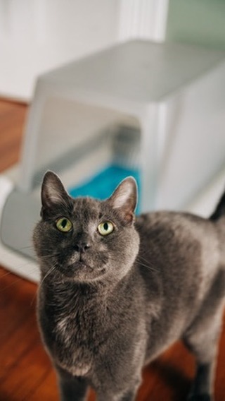 Instagram post by @brianneamartin for Petsafe. Caption reads: Taking ‘scooping the cat litter’ off my list of....