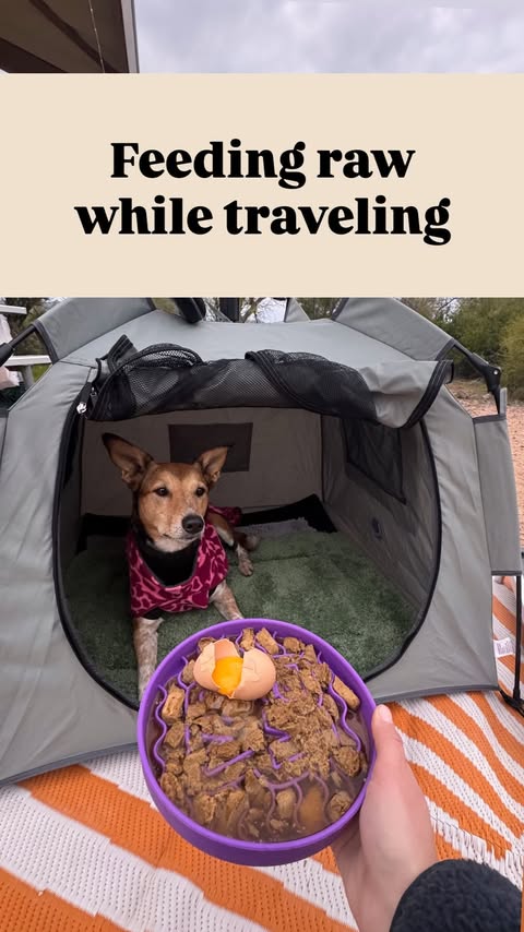 Instagram post by an influencer for Lonestar Pet Treats LLC. Caption reads: Travel is already stressful for you and your dog!....