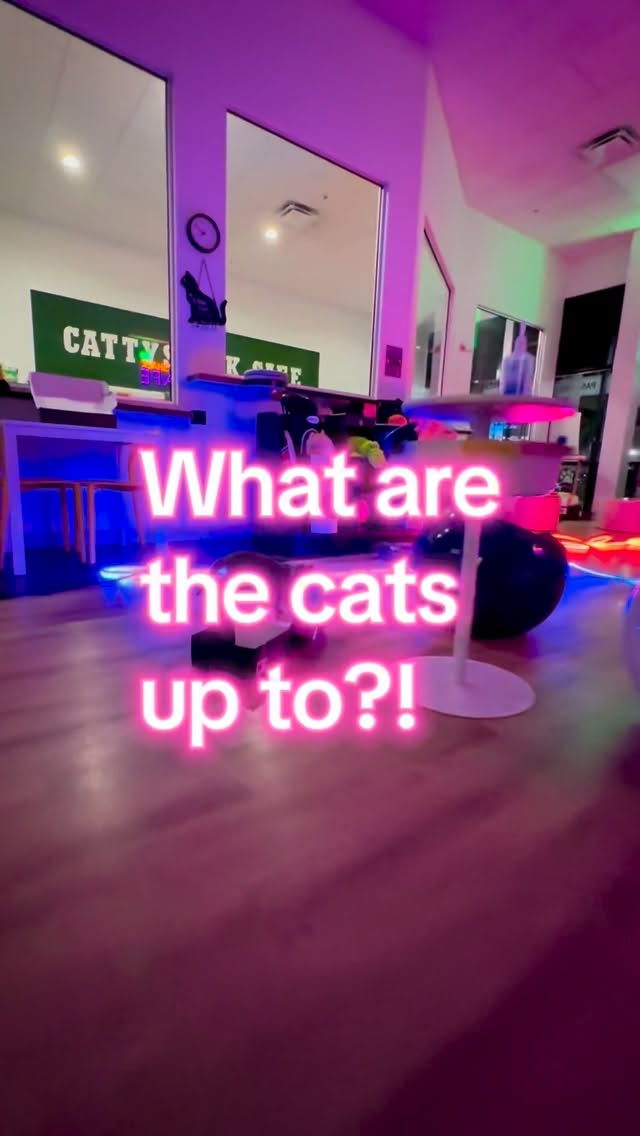 Instagram post by @cattyshackcafe for Philips Hue. Caption reads: What are the cats up to? Wrong answers only. 😼⬇️....