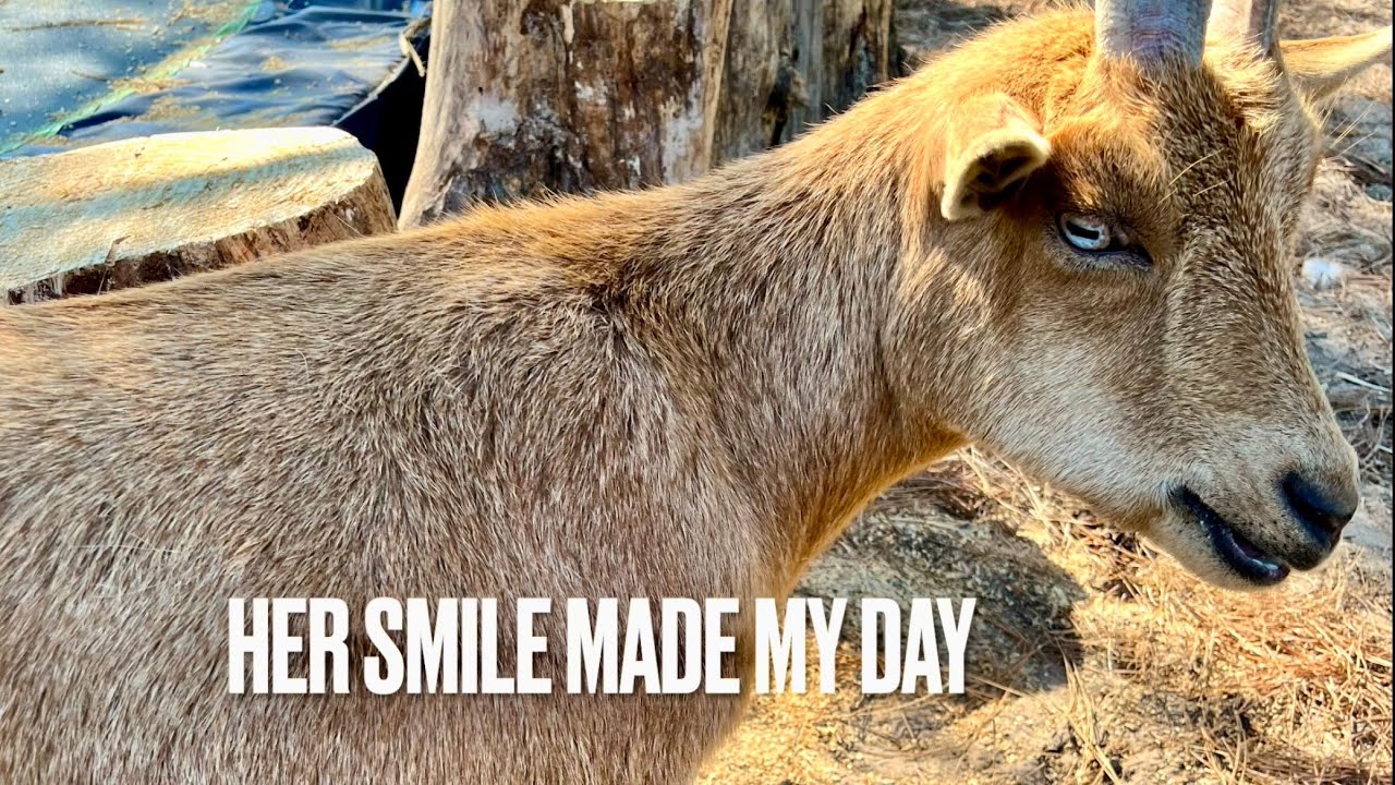 YouTube post by @zioncreekfarm for Olight. Caption reads: Ima Survivor Memory Lane ☺️| Baby Goat Attacks 🤣....