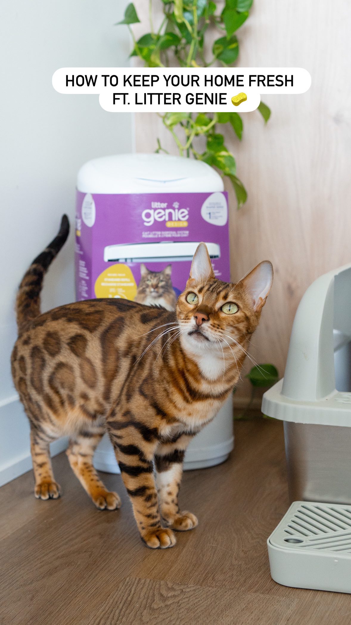 Instagram post by @firstclassbengals for Litter Genie. Caption reads: [...] a cat = priceless 😸

But with the....