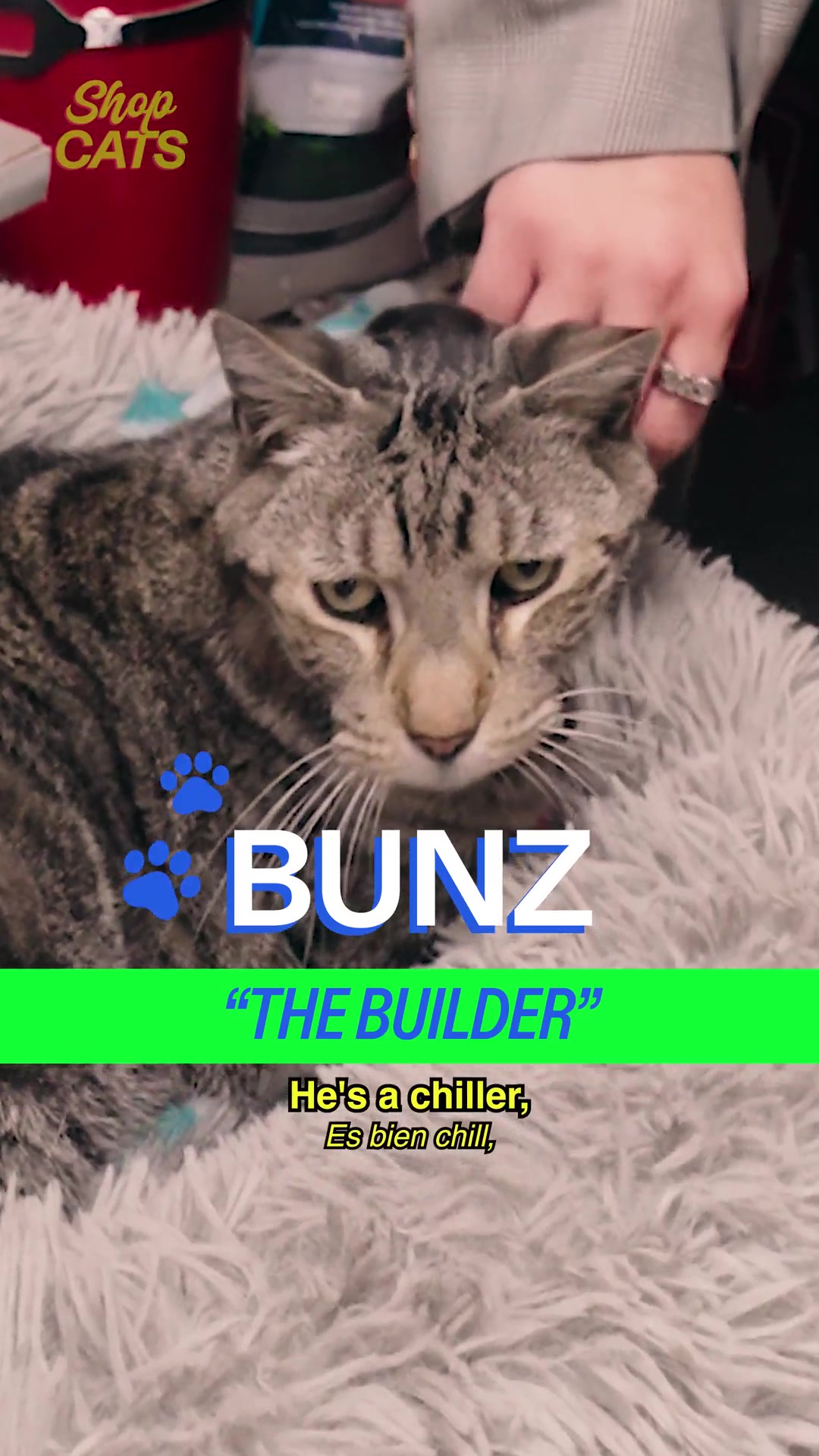 TikTok post by @shopcatsshow for Cash App. Caption reads: [...] hardware store fun brought to you by  @Cash....