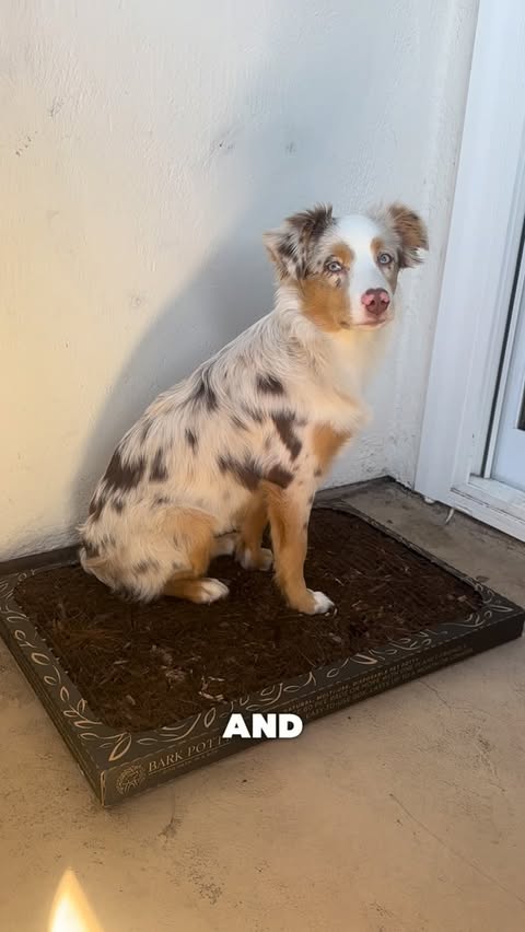 Instagram post by @itsallaboutmaisie for Bark Potty. Caption reads: [...] get expensive fast. We’ve been using....