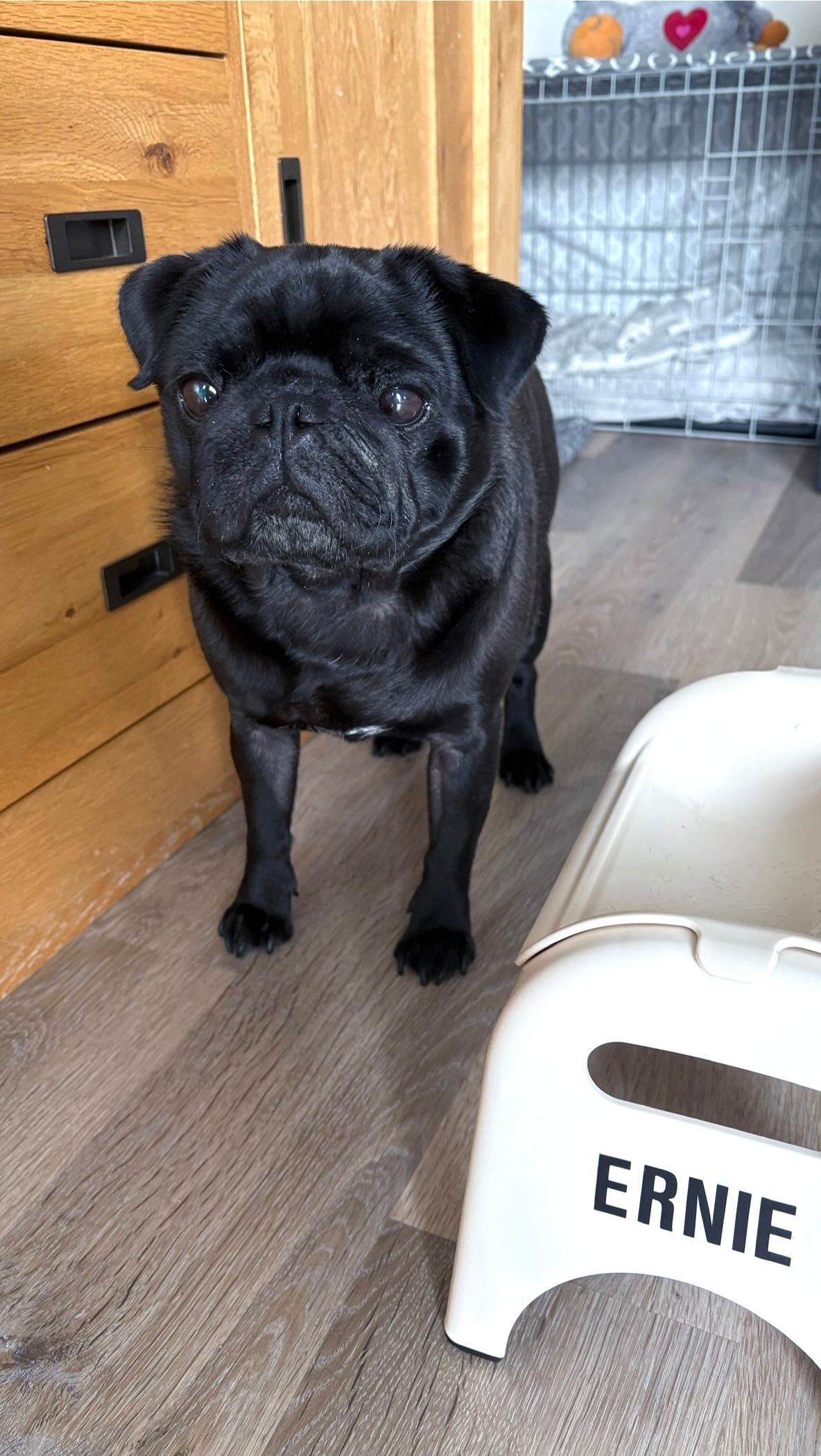 Instagram post by @itserniethepug for EASYEAT. Caption reads: Breakfast with my @easyeatofficial Pet feeder✨🐶....