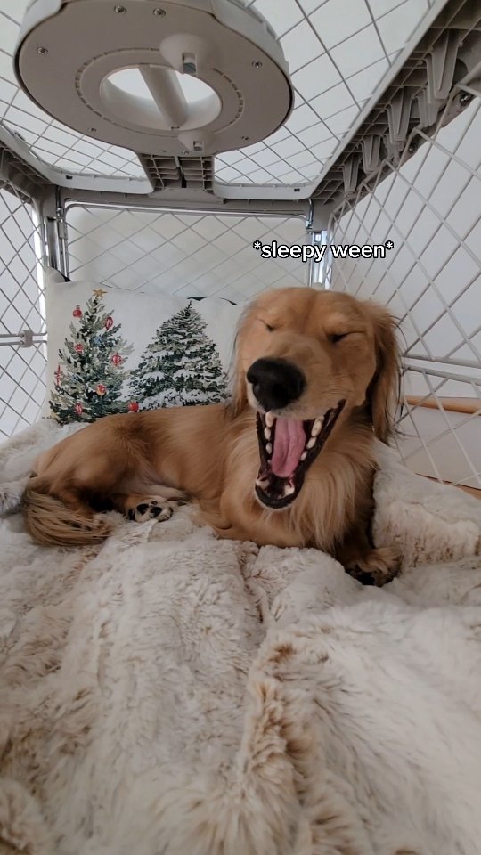 Instagram post by @udon_minidachshund for Diggs. Caption reads: BRB gonna nap in my @diggspet crate again😴 Really....