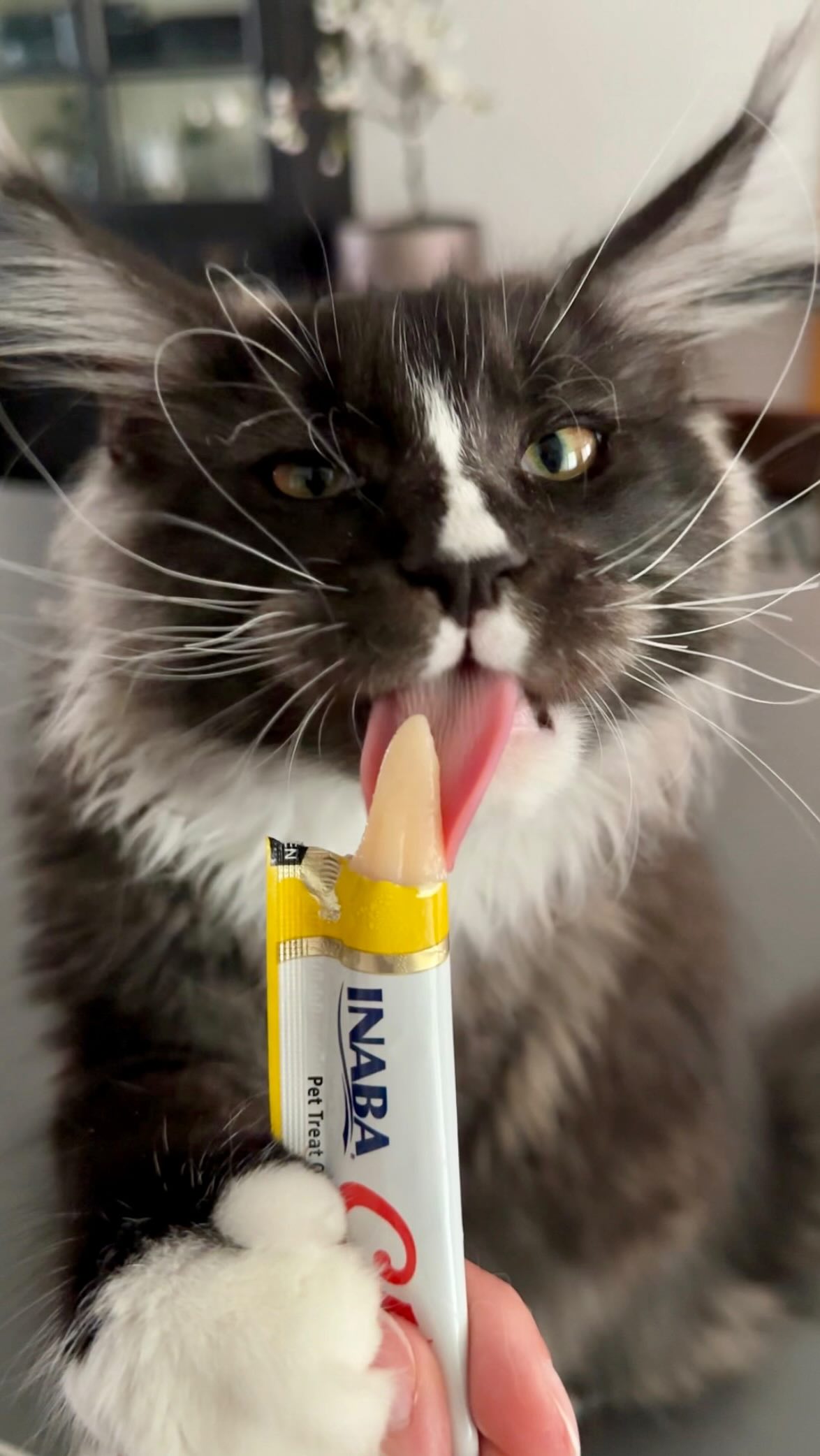 Instagram post by @sammymeowington for Cats of Instagram. Caption reads: [...] #catloversclub #cats_of_instagram....