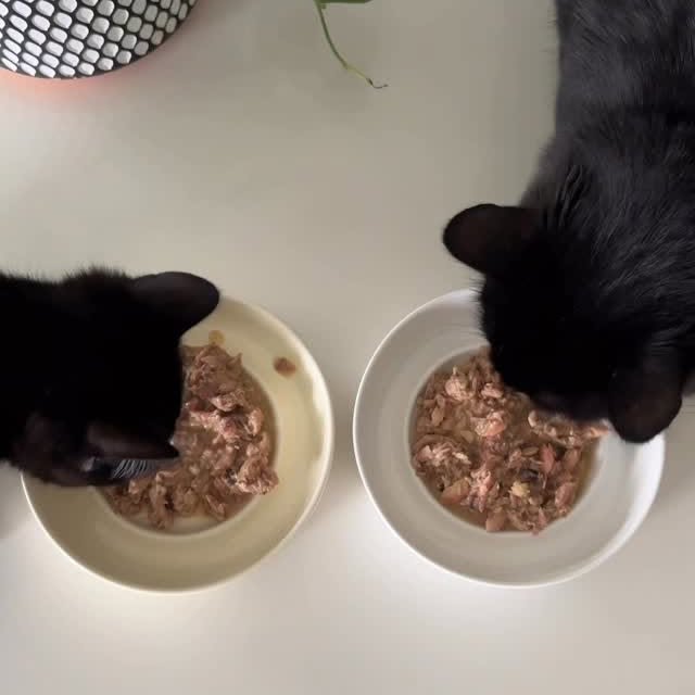 Instagram post by @herhouseofcats for Earthborn Holistic Pet Food. Caption reads: Isn’t cat asmr the best? | ad

I’m all about....