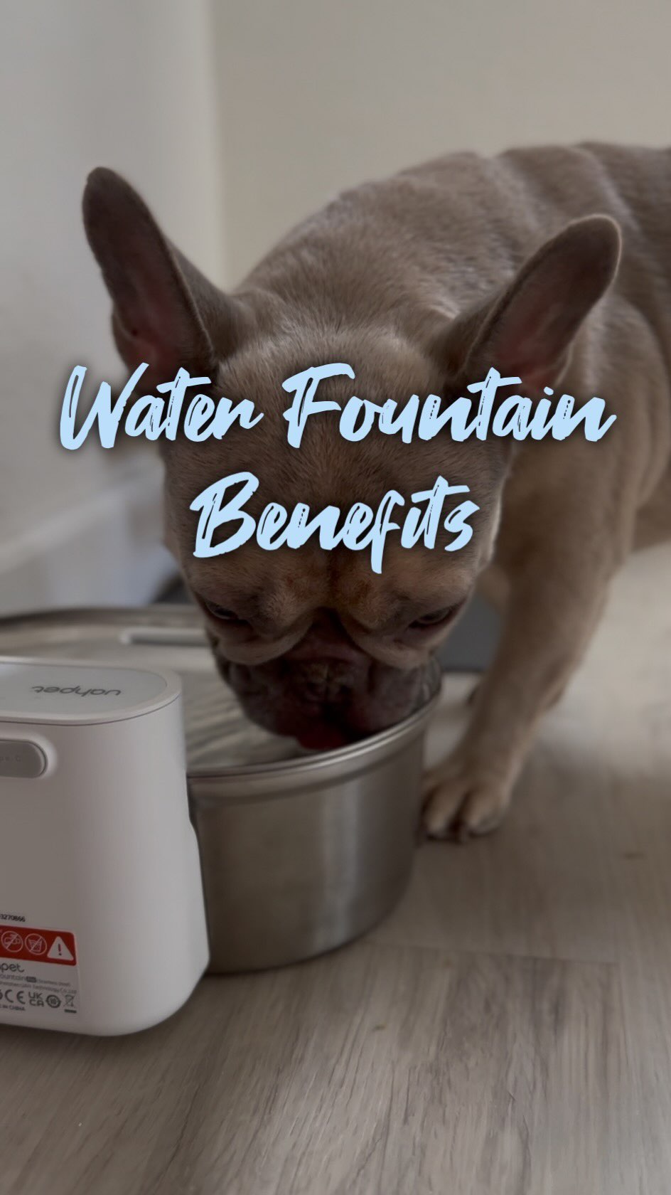 Instagram post by @daria.and.zoe for Uahpet. Caption reads: Ready to UPGRADE your dog’s water bowl? 💦🥣

Use....