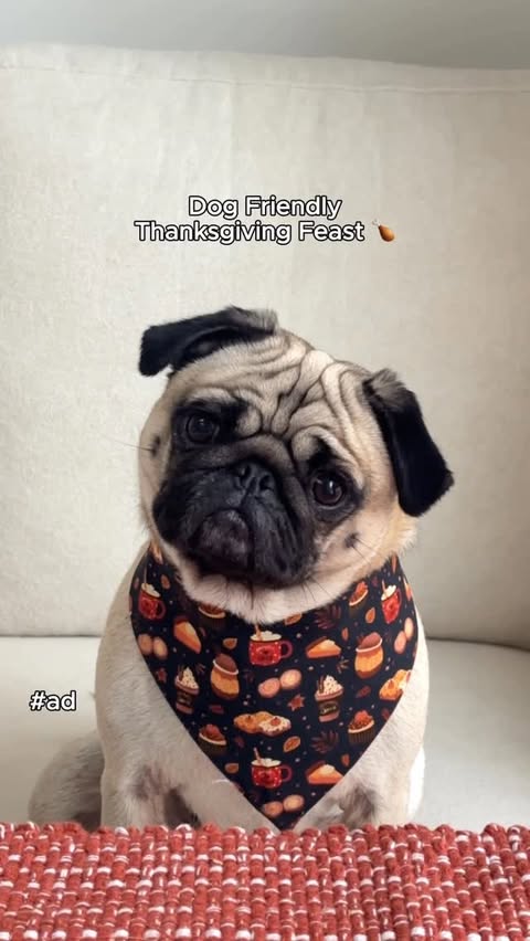 Instagram post by @puggpickles for Solid Gold Pet. Caption reads: [...] feast? 🦃  #ad 
We’re adding @solidgoldpets....