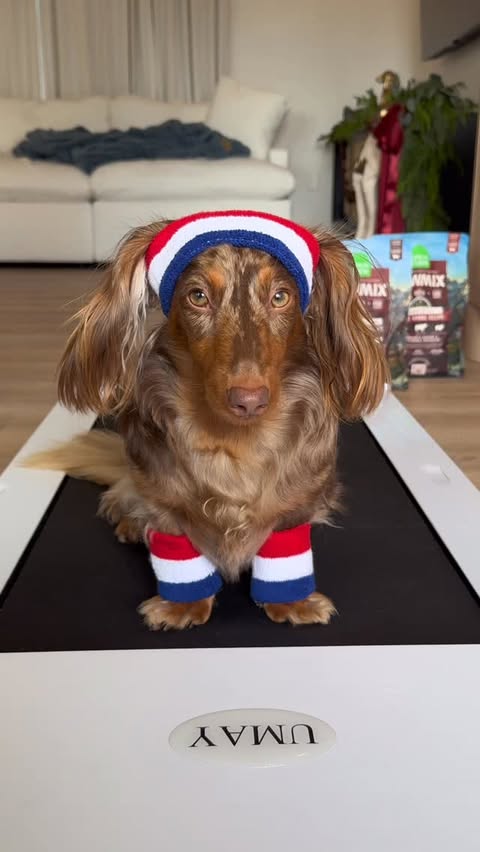 Instagram post by @indytheminidoxie for Open Farm Pet. Caption reads: [...] 💅

Use code welcome20 to get 20% off....