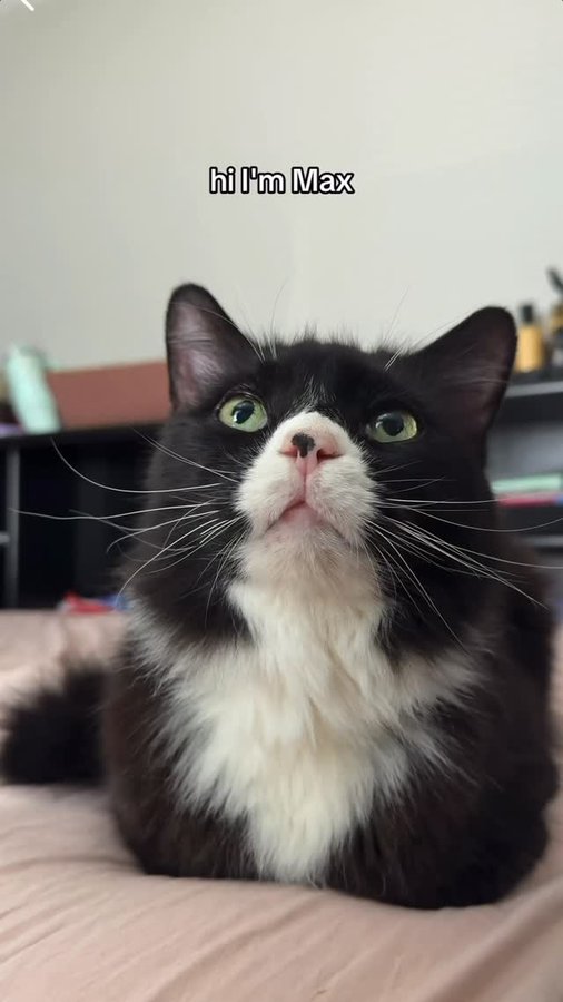 Instagram post by @cozynthewild for NaturVet. Caption reads: [...] the smallest things. Since starting....