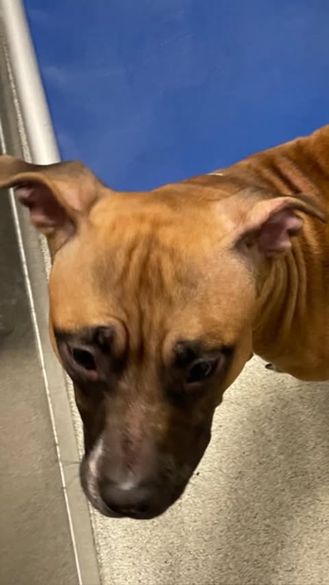 Instagram post by @humanesocietytampa for NaturVet. Caption reads: [...] at the @humanesocietytampa. Thanks to....