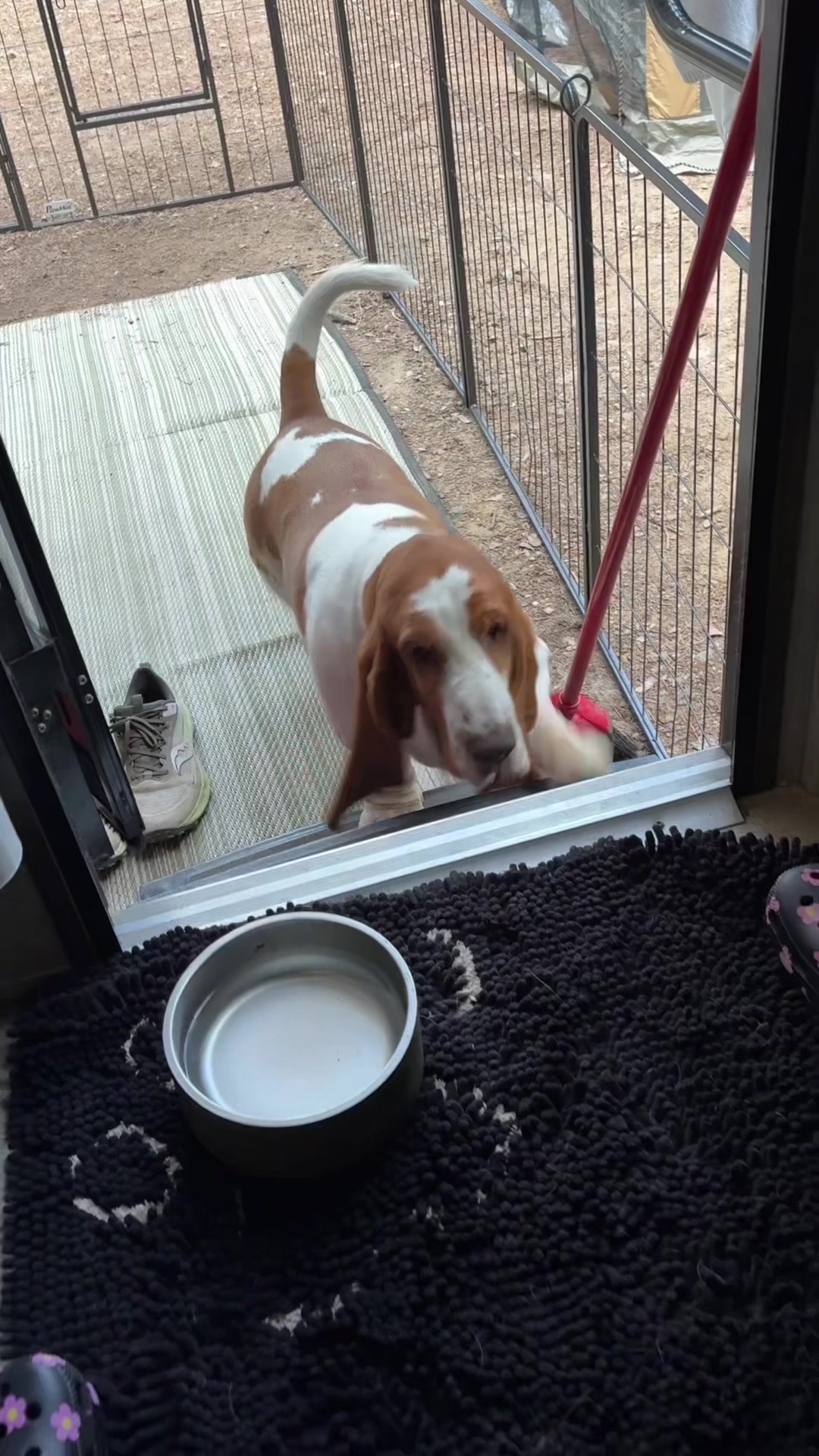 TikTok post by @gussythebasset_ for Open Farm Pet. Caption reads: [...] on the agenda today 🤎 @Open Farm Pet....