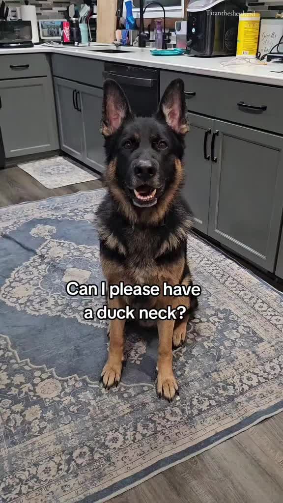 TikTok post by @titan.the.shepherd for King Lou. Caption reads: Can I? #duckneck #yummy #dog #treats #Kinglou....