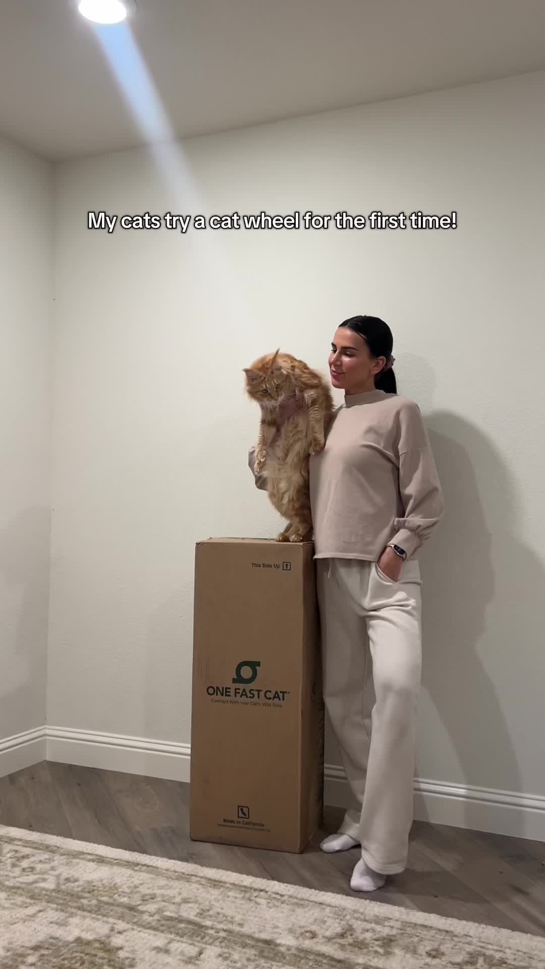 TikTok post by @wildmane_mainecoons for One Fast Cat. Caption reads: [...] black friday! #catwheel #mainecoon....