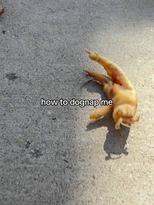 TikTok post by @rosiedog2020 for King Lou. Caption reads: [...] #funny #tiktokshopcreatorpicks @King Lou.