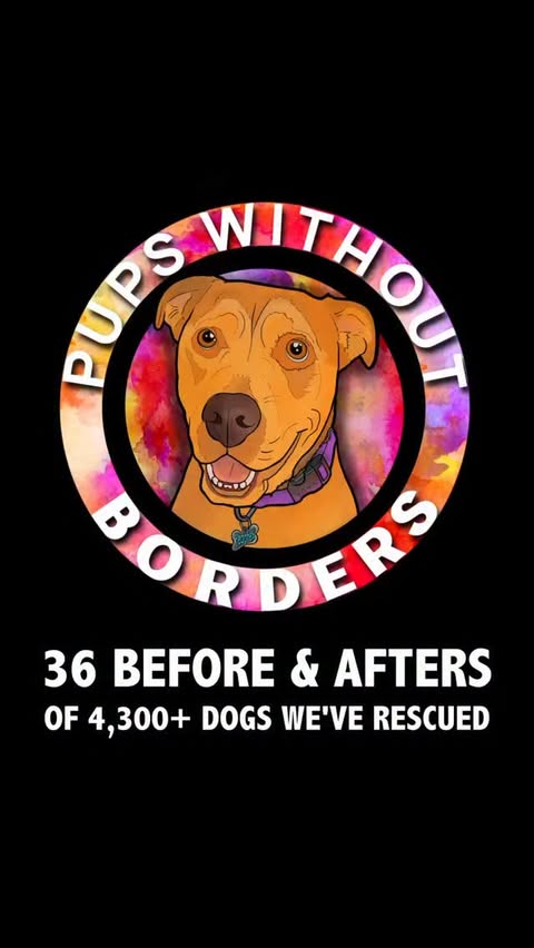 Instagram post by @marshallcook for Pups Without Borders. Caption reads: We are so proud to have completed our fifth year....