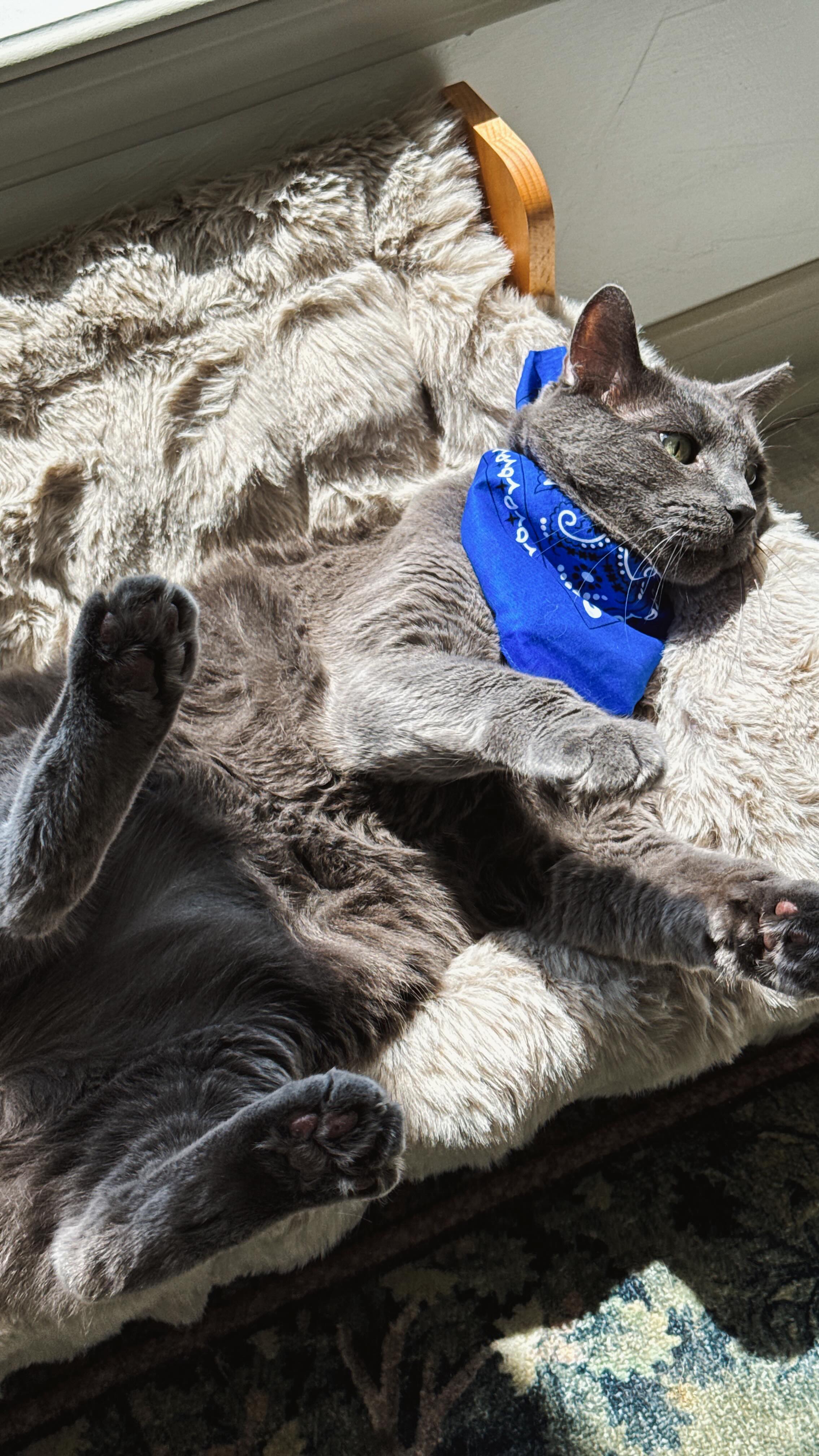 Instagram post by @serenebrookrussell for Blue Buffalo. Caption reads: I’ve been struggling to find a cat food that meets....