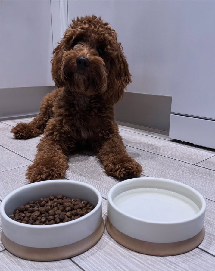 Instagram post by @nala_the_cockapoo5 for Scruffs. Caption reads: [...] out these beautiful bowls from....