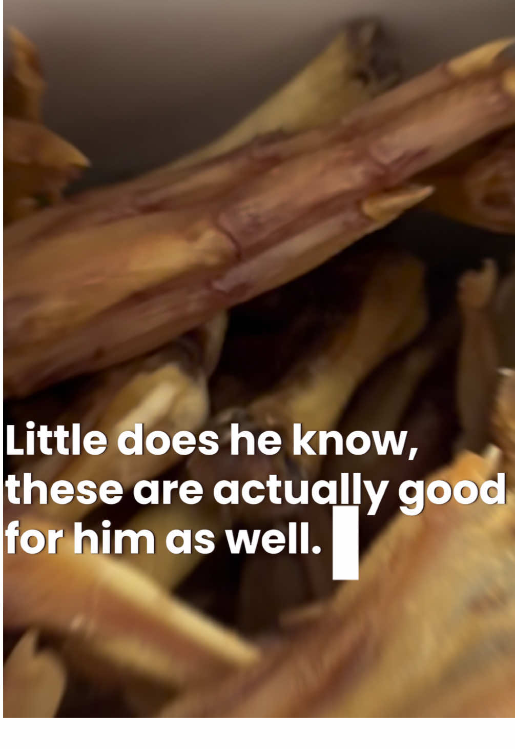 TikTok post by @worldofoso for King Lou. Caption reads: [...] #petroutine #healthydogchews @King Lou.