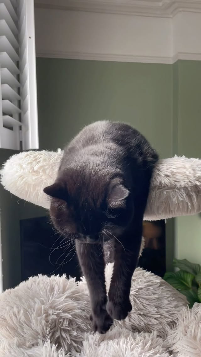 Instagram post by @clementine_meows for KBSPETS. Caption reads: [...] love with her luxurious cat tower from....