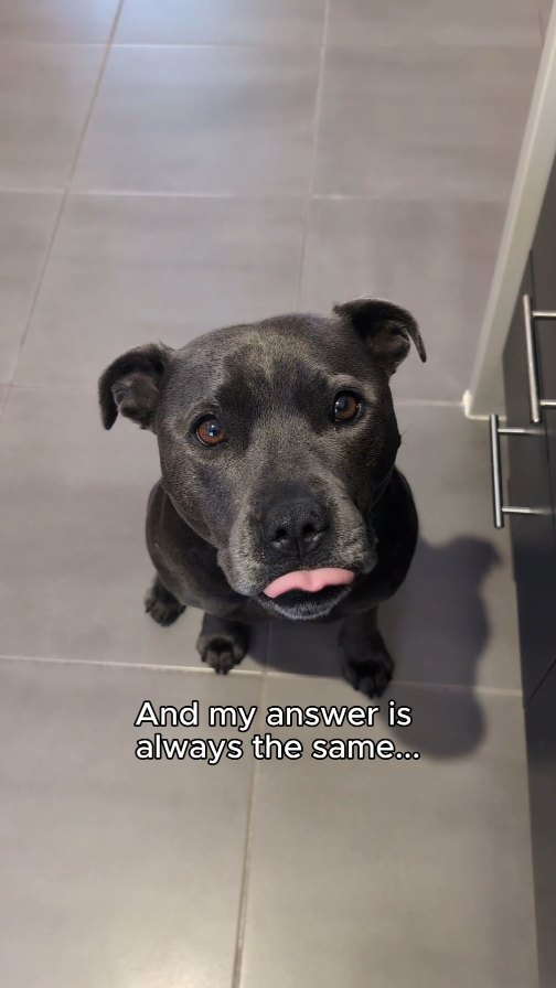 Instagram post by @hollythebluestaffy for Zesty Paws. Caption reads: As you know, I don't take on many collaborations,....