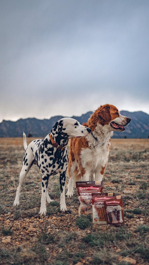 Instagram post by @hi.wiley for DreamBone Chews. Caption reads: [...] feed them — including their treats.....