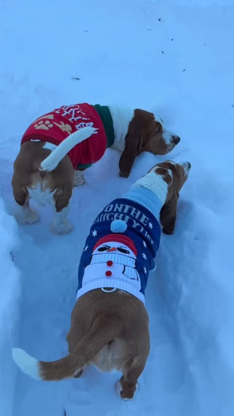 Instagram post by @chuck_thebasset for PetSmart. Caption reads: “Come fart around with us in the back yard while....